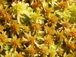 Peat Moss   Sphagnum sp.